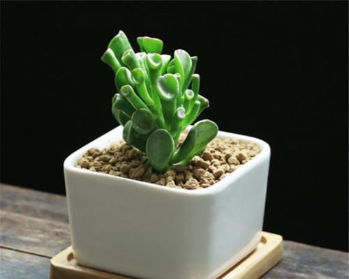 多肉植物的寓意和象征风水（生命力顽强的多肉植物——为家居带来好运）