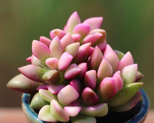 多肉植物的寓意和象征风水（生命力顽强的多肉植物——为家居带来好运）