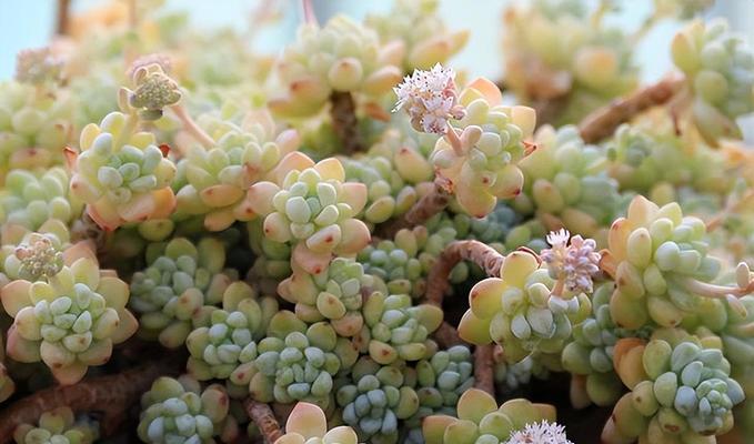 多肉植物的寓意和象征风水（生命力顽强的多肉植物——为家居带来好运）