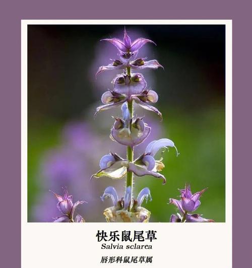 探秘鼠尾草的花语（解读鼠尾草的花语）