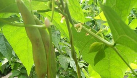 长豆角的生长周期是多长时间？如何优化种植管理？