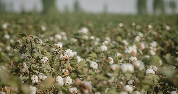 棉花原产地在哪里？全球主要棉花种植区有哪些？