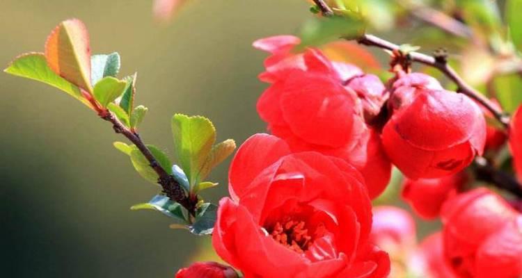 海棠花花语的象征与寓意（揭示海棠花的深层意义和内涵）