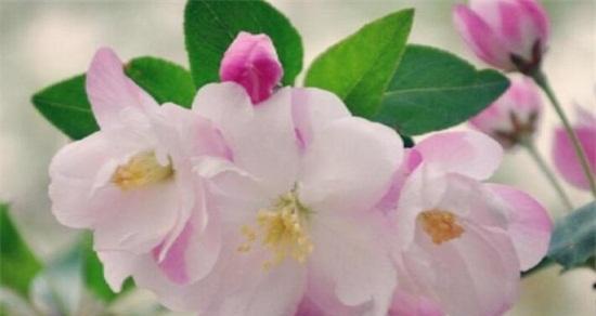 海棠花花语的象征与寓意(揭示海棠花的深层意义和内涵)