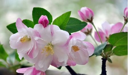 海棠花花语的象征与寓意（揭示海棠花的深层意义和内涵）