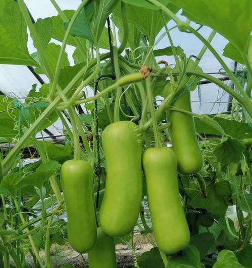 瓢瓜几月份种植合适?最佳种植时间是什么时候?_花植网