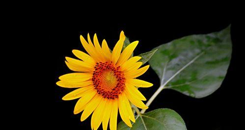 向日葵花语(探寻向日葵的十五个美丽寓意)