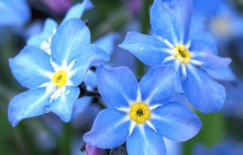 勿忘我花语的意义及传达的寓意（传递永恒的记忆与珍贵的情感）