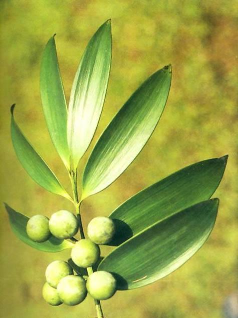 罗汉松属于裸子植物吗?它的分类和特点是什么?