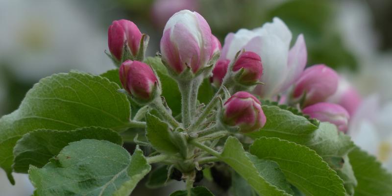 海棠花之美(海棠花官方花语揭示的爱与勇气之美) 海棠花之美(海棠花官方花语揭示的爱与勇气之美)