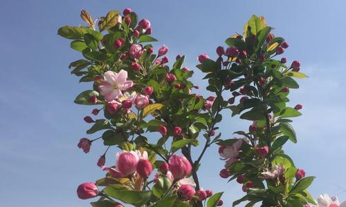 海棠花之美(海棠花官方花语揭示的爱与勇气之美)