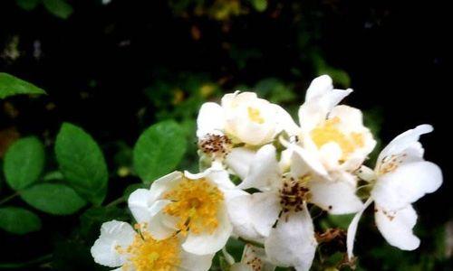 茶蘼花的寓意和象征是什么？如何理解茶蘼花的象征意义？