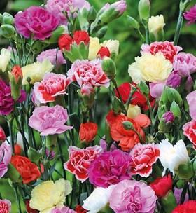 康乃馨（康乃馨的特点及寓意解析）