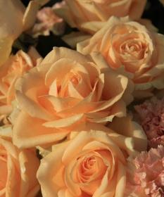 橙色康乃馨花语——灿烂的爱意(康乃馨花语如诗如画)