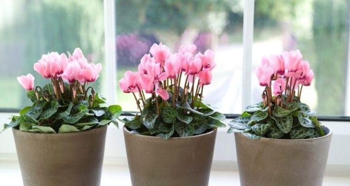 12月适合养什么花？有哪些冬季花卉推荐？