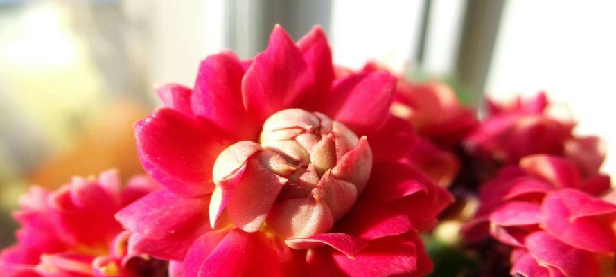 长寿花——延年益寿之源(花开寿命)