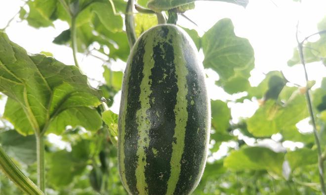甜瓜种子种植的最佳时间是什么时候？种植后需要注意哪些问题？