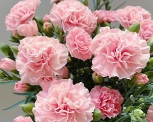 白色康乃馨的象征意义及美丽之谜（揭开白色康乃馨背后的隐含寓意）