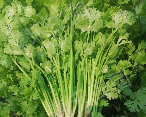 芹菜的根能吃吗？食用芹菜根的好处与注意事项是什么？