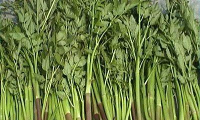 芹菜的根能吃吗？食用芹菜根的好处与注意事项是什么？