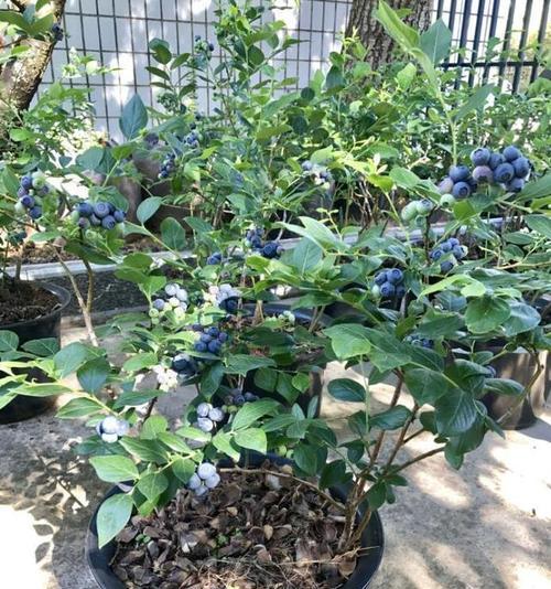 蓝莓可以盆栽吗？盆栽蓝莓的养护方法和注意事项是什么？