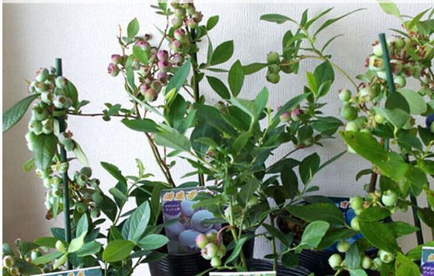 蓝莓可以盆栽吗？盆栽蓝莓的养护方法和注意事项是什么？