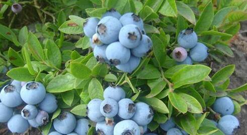 蓝莓可以盆栽吗？盆栽蓝莓的养护方法和注意事项是什么？