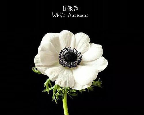 思念的花——用花语表达思念之情（花语传递思念之情）