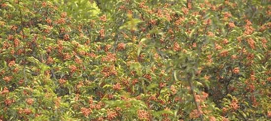 花椒树南方种植可行吗？南方种植花椒树的注意事项是什么？