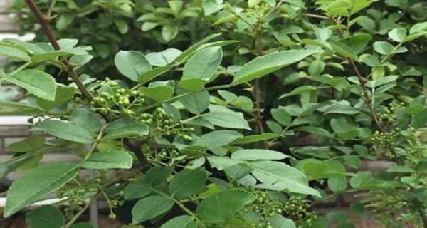 花椒树南方种植可行吗？南方种植花椒树的注意事项是什么？