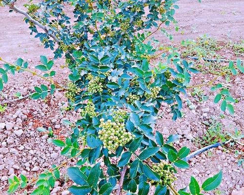 花椒树南方种植可行吗？南方种植花椒树的注意事项是什么？