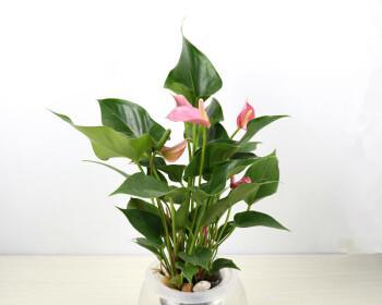 探寻以粉掌的代表意思（揭开粉掌神秘的面纱）