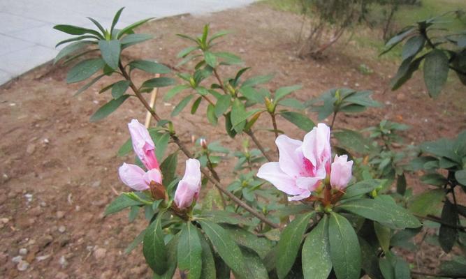 杜鹃不开花是什么原因？如何解决杜鹃不开花的问题？