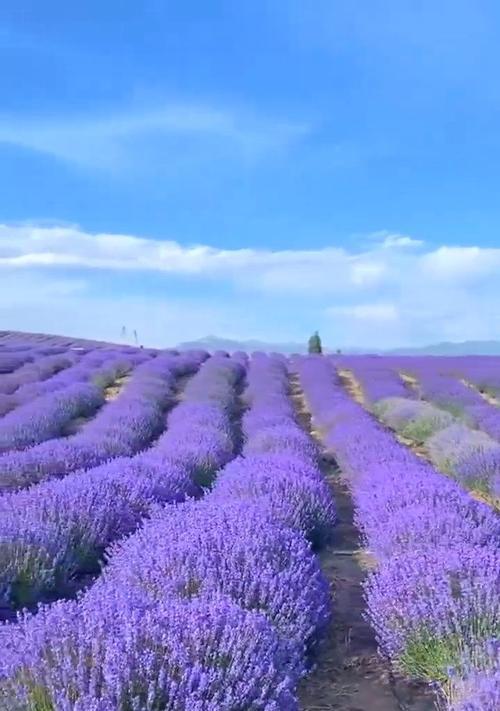 薰衣草的象征意义及其应用领域（从芬芳的紫色之花到心灵的疗愈神器——薰衣草的多重魅力）