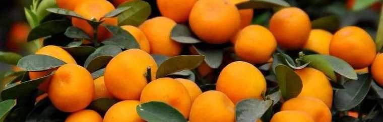 桔子有多少品种？不同品种的桔子有哪些特点？