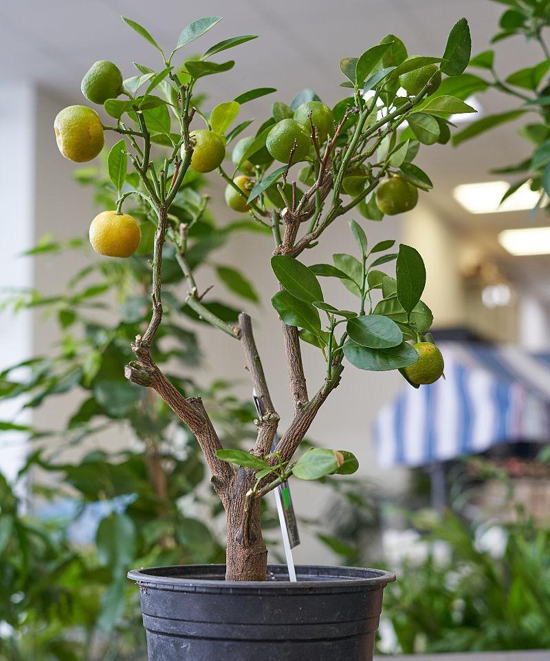 桔子有多少品种？不同品种的桔子有哪些特点？