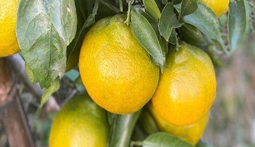 桔子有多少品种？不同品种的桔子有哪些特点？