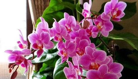 玫瑰花语与爱情的奇妙关联（玫瑰花语的深层含义及其在爱情中的运用）