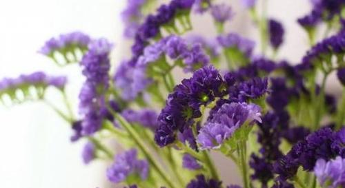 勿忘草的花语与寓意（勿忘草的深刻内涵与人们的情感纽带）