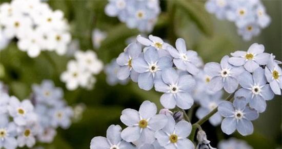 勿忘草的花语与寓意（勿忘草的深刻内涵与人们的情感纽带）