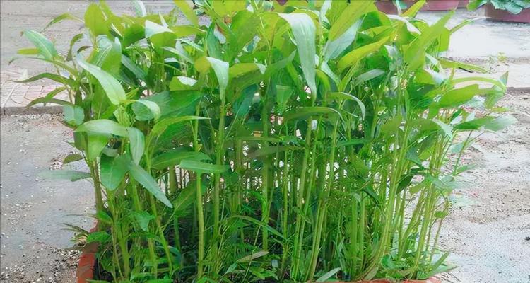 空心菜的生长环境是什么？在哪些地方条件最适合生长？