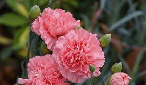 母爱如花绽放无垠(以百合花为象征的母爱之美) 母爱如花绽放无垠(以百合花为象征的母爱之美)