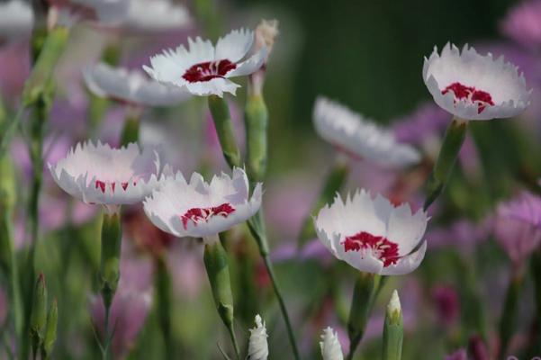 母爱如花绽放无垠(以百合花为象征的母爱之美) 母爱如花绽放无垠(以百合花为象征的母爱之美)