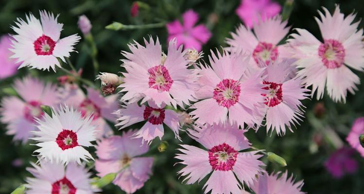 母爱如花绽放无垠(以百合花为象征的母爱之美) 母爱如花绽放无垠(以百合花为象征的母爱之美)