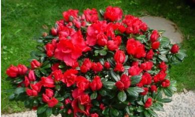 杜鹃花有毒性吗？室内养护需要注意什么？