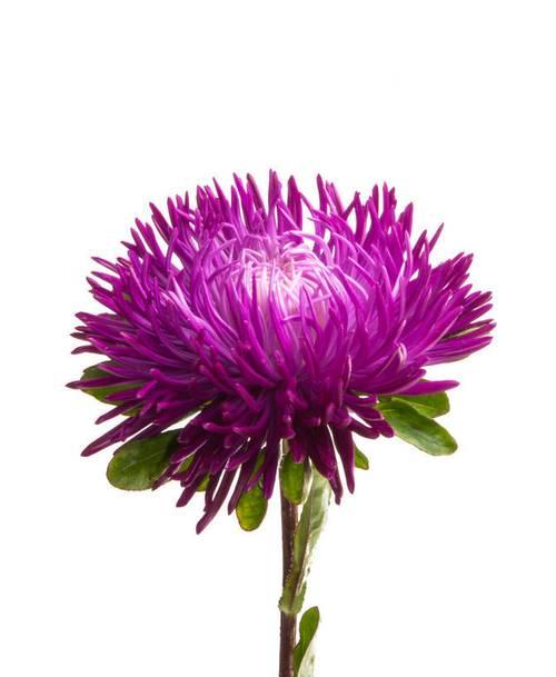 紫菀花（揭开紫菀花的花语之谜）