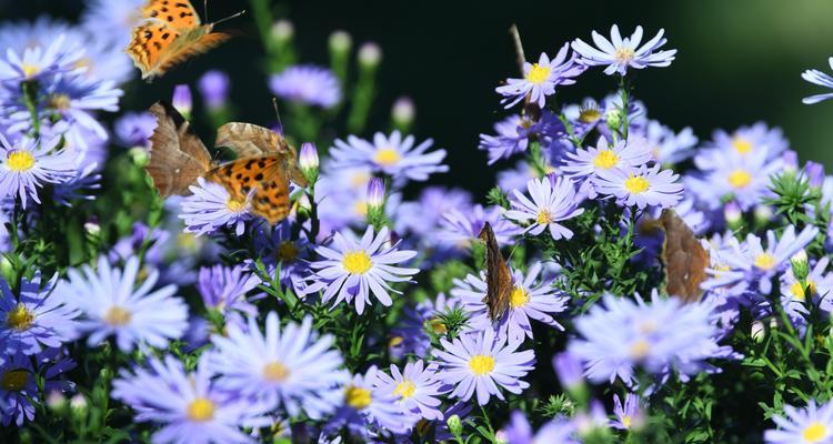 紫菀花（揭开紫菀花的花语之谜）