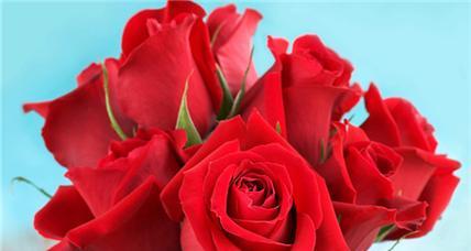 四朵玫瑰花代表什么含义？花语解读及送花建议？