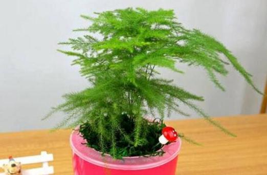 文竹——生命的坚韧与成长（象征力与美学的交融）