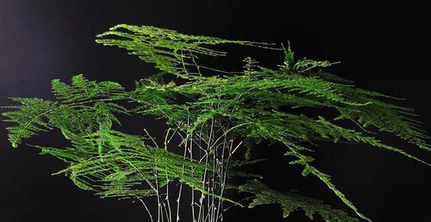 文竹——生命的坚韧与成长（象征力与美学的交融）